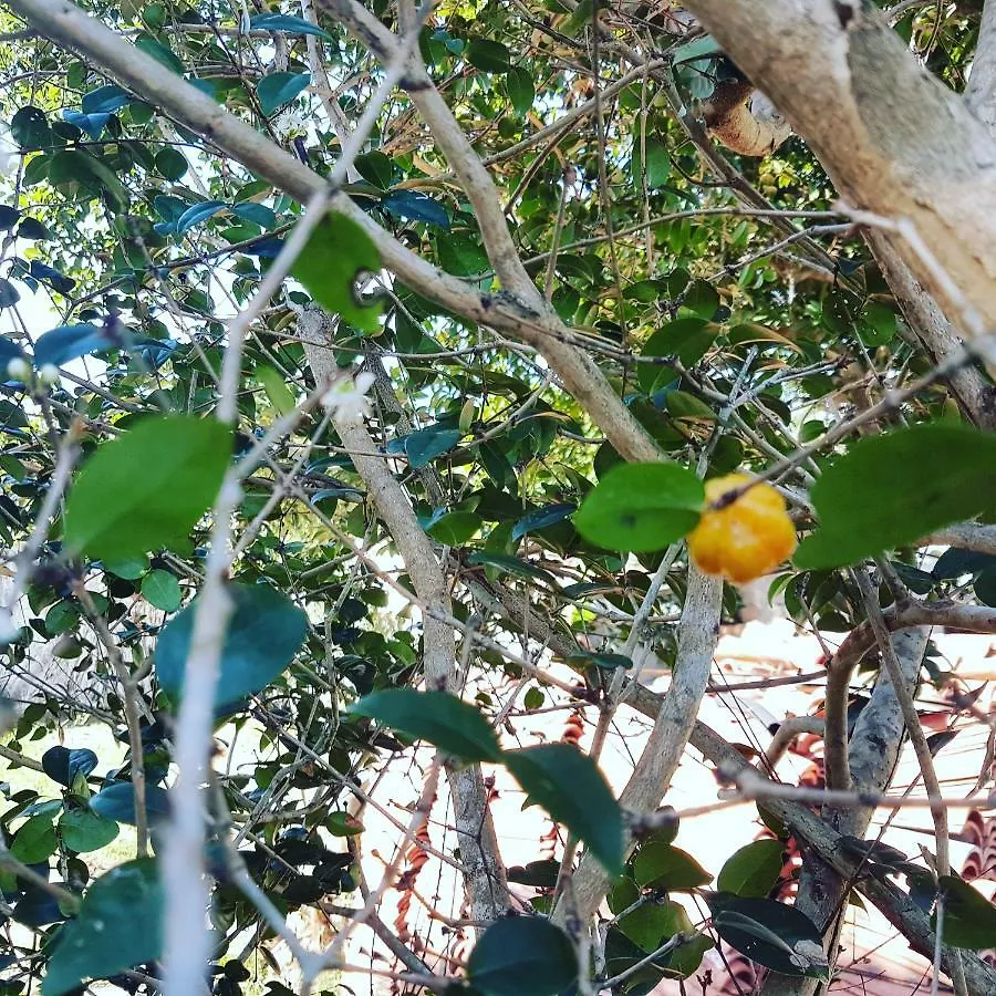 Paradise Hostel E Camping Cabo Frio 5*,